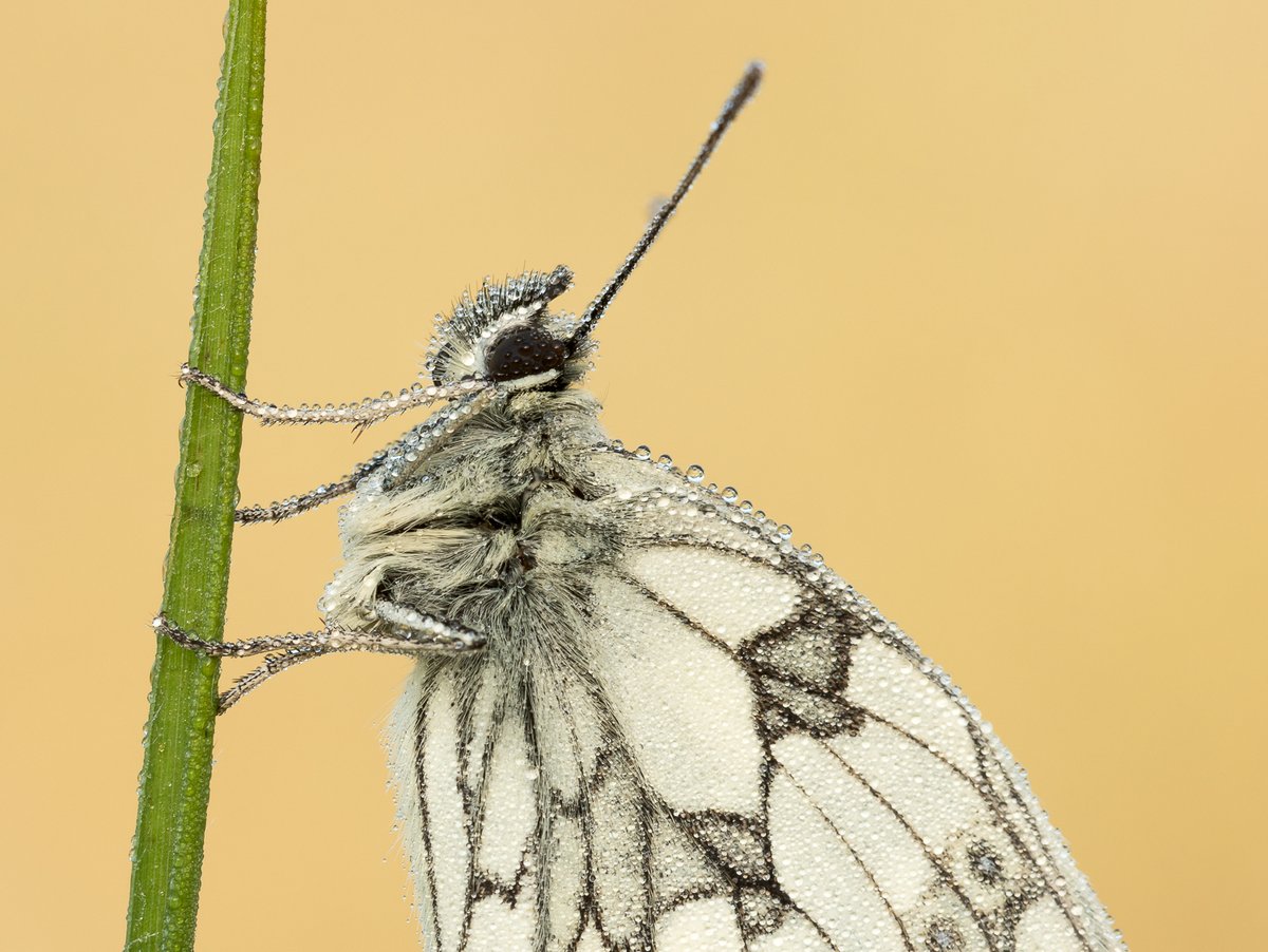 Close-up of a male Marbled White. Love a butterfly covered in dew.