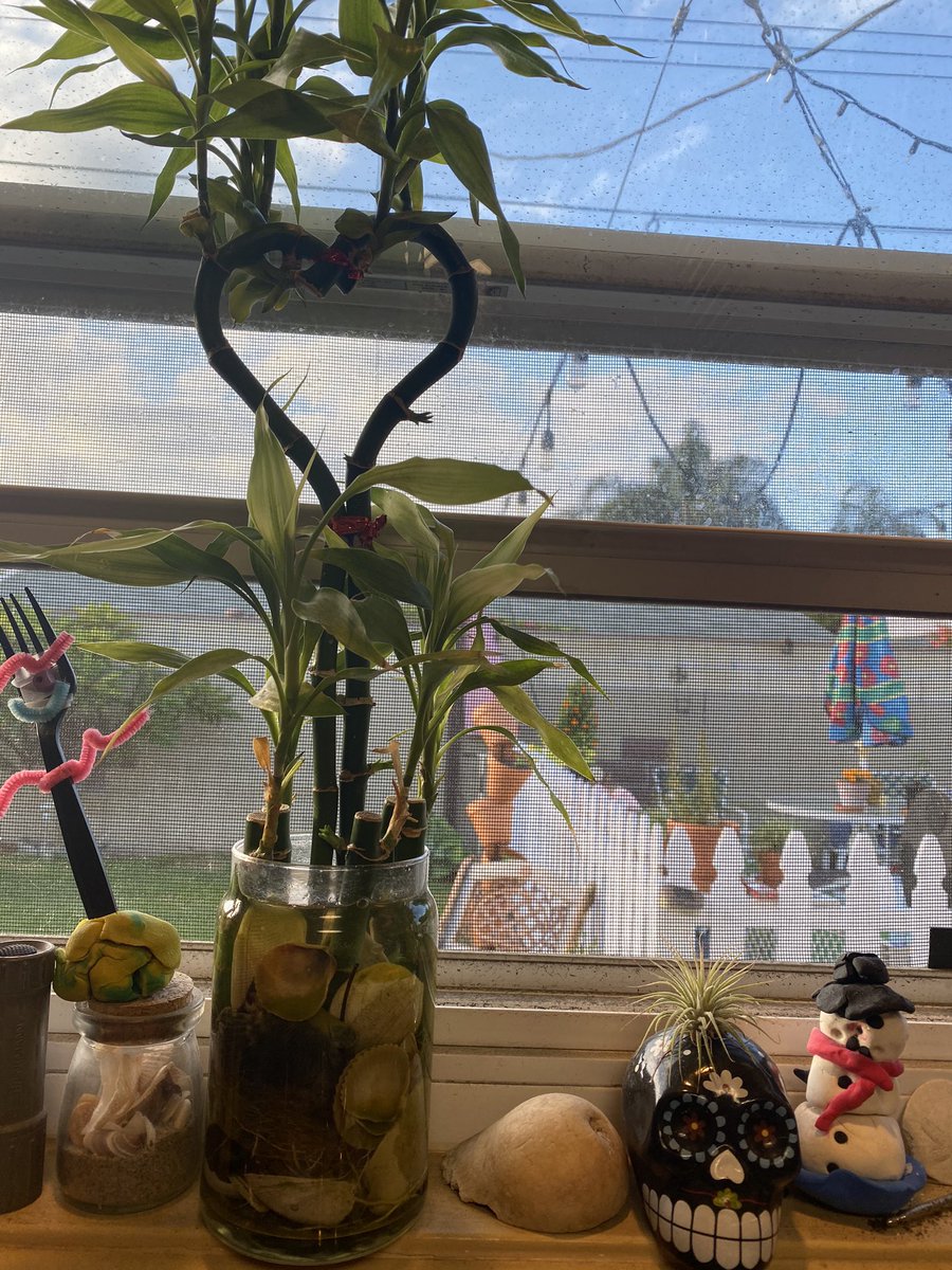 RMicroalgae's tweet image. This #luckybamboo is constantly stretching. She is treated with both our Resurgent micro algae and a dose of Clima Clone to help her roots get stronger. Check out “resurgent algae” on amazon, or our website resurgent.store and grab some clima-clone for your rooting needs!