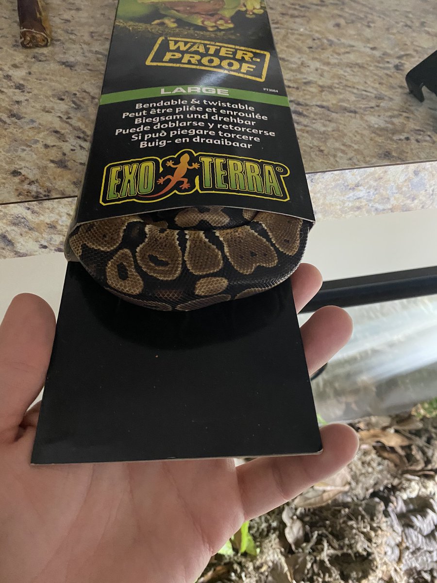 EnLMatneyMayhem's tweet photo. After 3 days... ladies and gentlemen, we got her. https://t.co/dKGylmi7mk