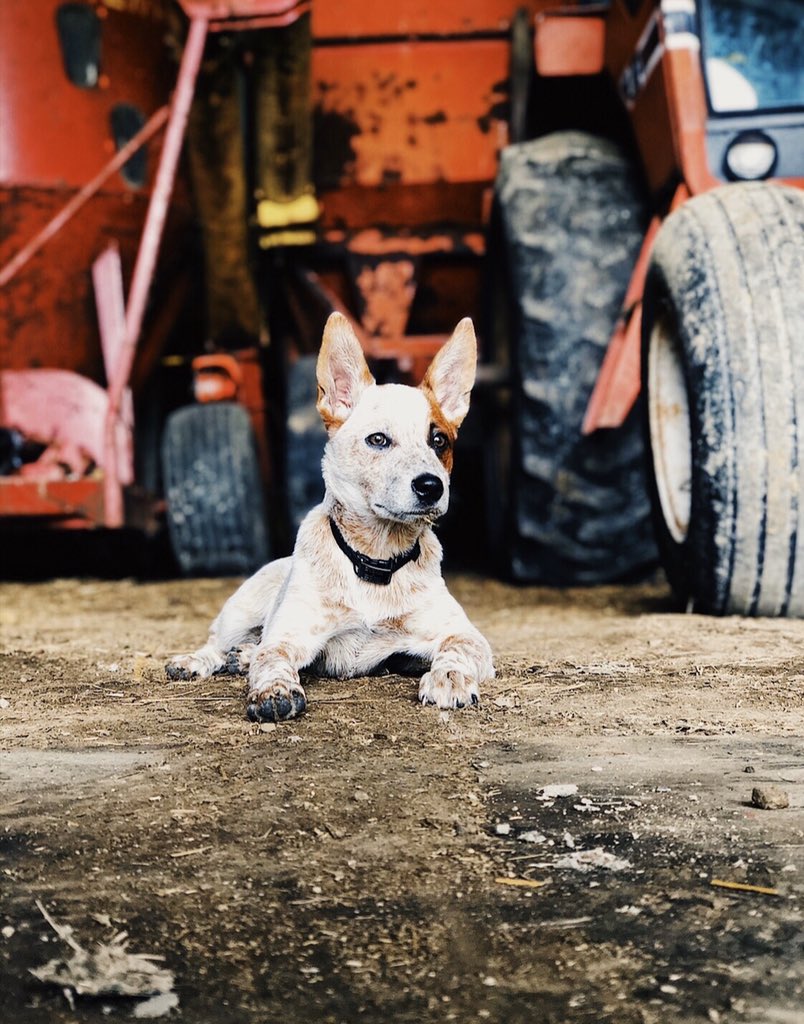 AGRBeta's tweet image. Meet the newest frat dog of Alpha Gamma Rho!🤠🇺🇸
•
•
•
#ToMakeBetterMen #RushAGR #FratDogs