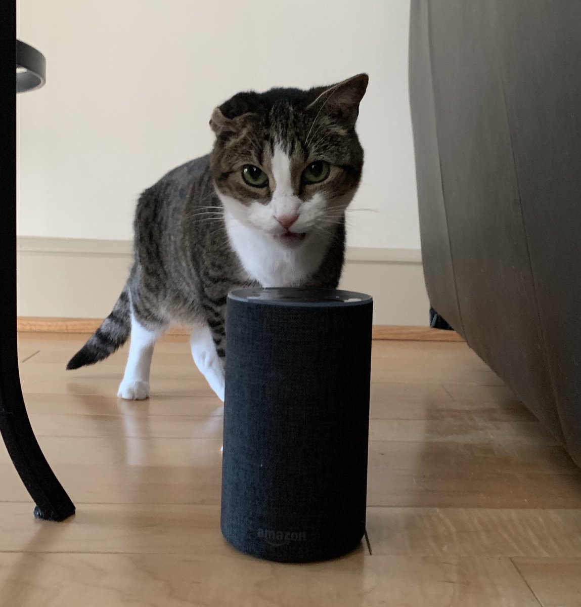alexadevgroup's tweet photo. Just say, "Alexa, open cat food." 
As featured by Mashable https://t.co/R0FN0TCodQ