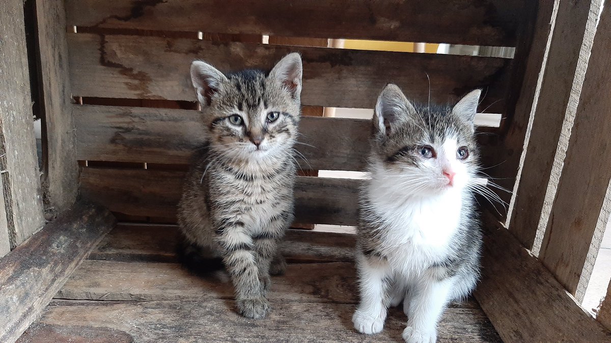 fkoens's tweet photo. Never thought I was able to bring our new pets to work! #cats #corona #mormels https://t.co/KlboxpNQcq