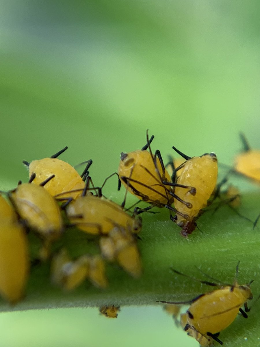 BIOmanu59's tweet photo. Il y a du travail aux vues des espèces variées et de leurs interactions avec les plantes
Cette année 2020 c’est le #badtrip #puceron
Première observation ce jour de cette race #aphis #nerii https://t.co/umdkX8Q6do