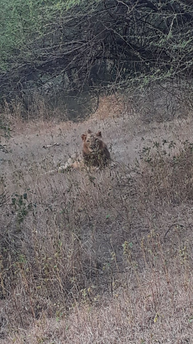 DRSANGEETASTV's tweet photo. @ZeeNews @sudhirchaudhary "Gir... i visited end of December their Beautiful place Sudhir Sir , Living&eating&my protector everything s too gud their... 🦁🦁🐅🐆this is my first experience in wild life travel specialy in Gir #Sashan-Gir @sudhirchaudhary @ZeeNews #DNA ✌ https://t.co/TmzV6sIpI2