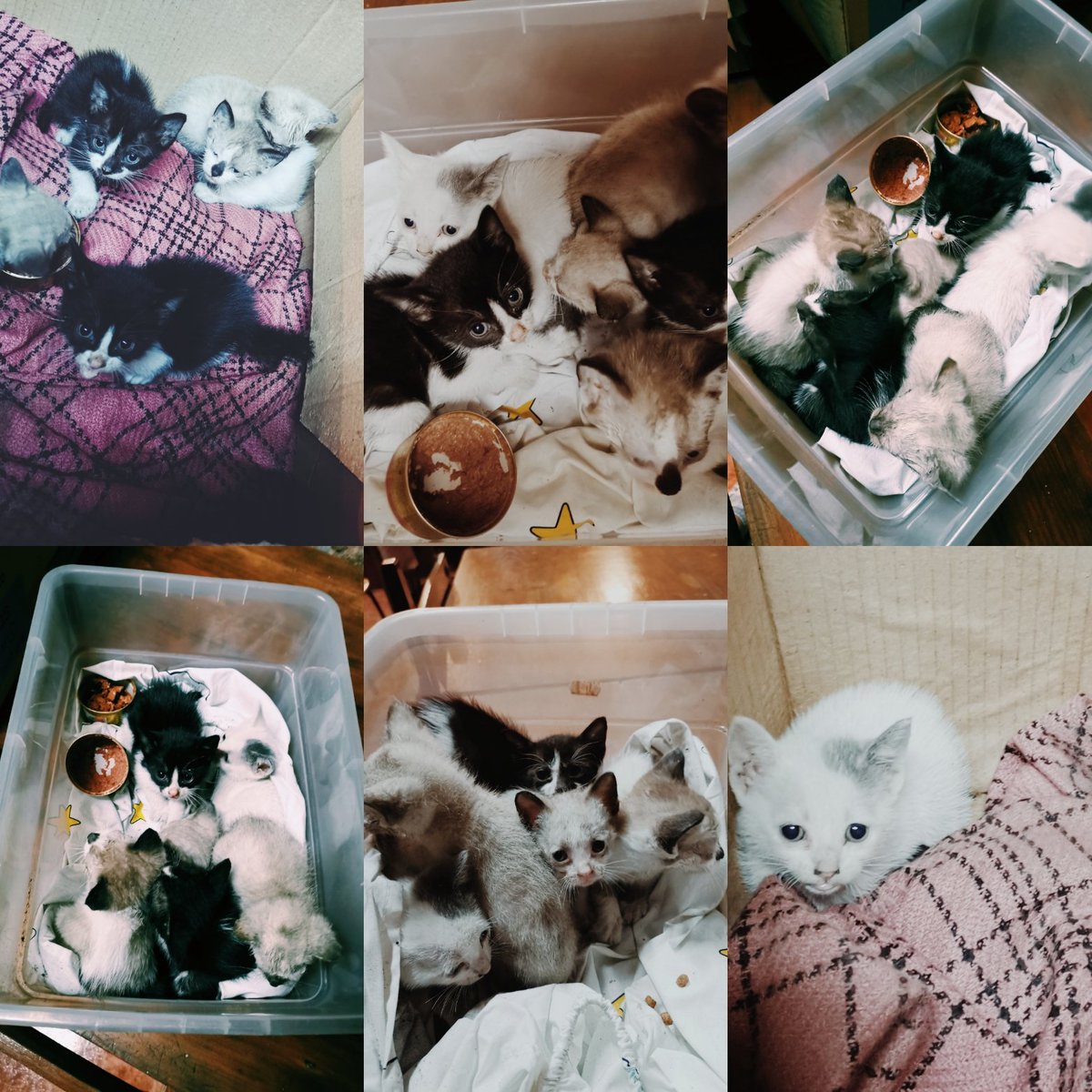 morethanagirrrl's tweet photo. Ola, necesito difusión. Teño 5 gatiños en adopción, non podo facerme cargo de eles. Se me axudades estaría eternamente agradecida. Están empezando a comer sólido e facer as súas necesidades. Axúdame. 🙏🏻🙏🏻🙏🏻 https://t.co/5itbm4ViPJ
