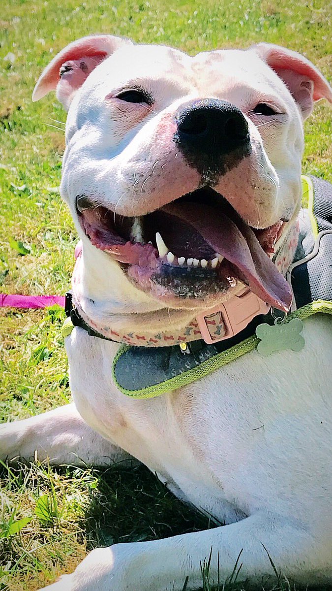 JLP94x's tweet photo. My baby girl 🐶 https://t.co/B978ip7iVR