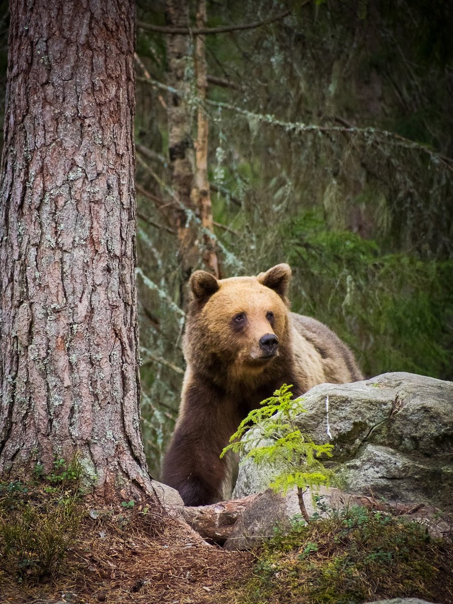 WildSweden tweet media