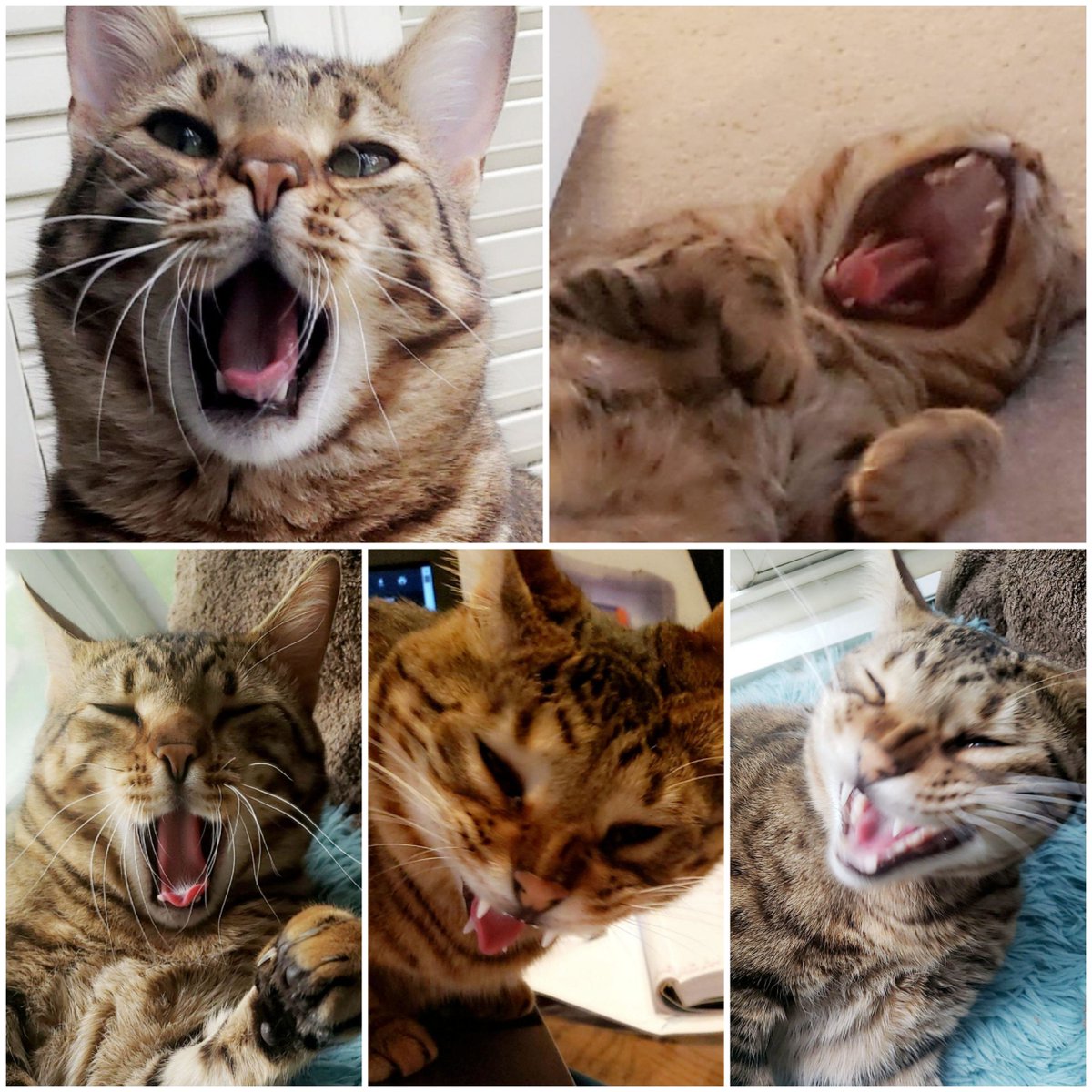 MeowMoeDotCom's tweet photo. I like #Catching him mid-yawn.
#Cats #Cat #Kittens #Kitten #Kitty #Pets #Pet #Meow #Moe #CuteCats #CuteCat #CuteKittens #CuteKitten #MeowMoe #Midyawn
https://t.co/zKZluyWGVR https://t.co/AyDDHFUatC