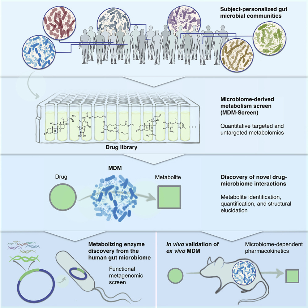 How do #drug-#microbiome interactions vary between individuals? A map of the microbiome's ability to #metabolize small #molecules aims to answer this question, now online! 
bit.ly/2AWQ8U1