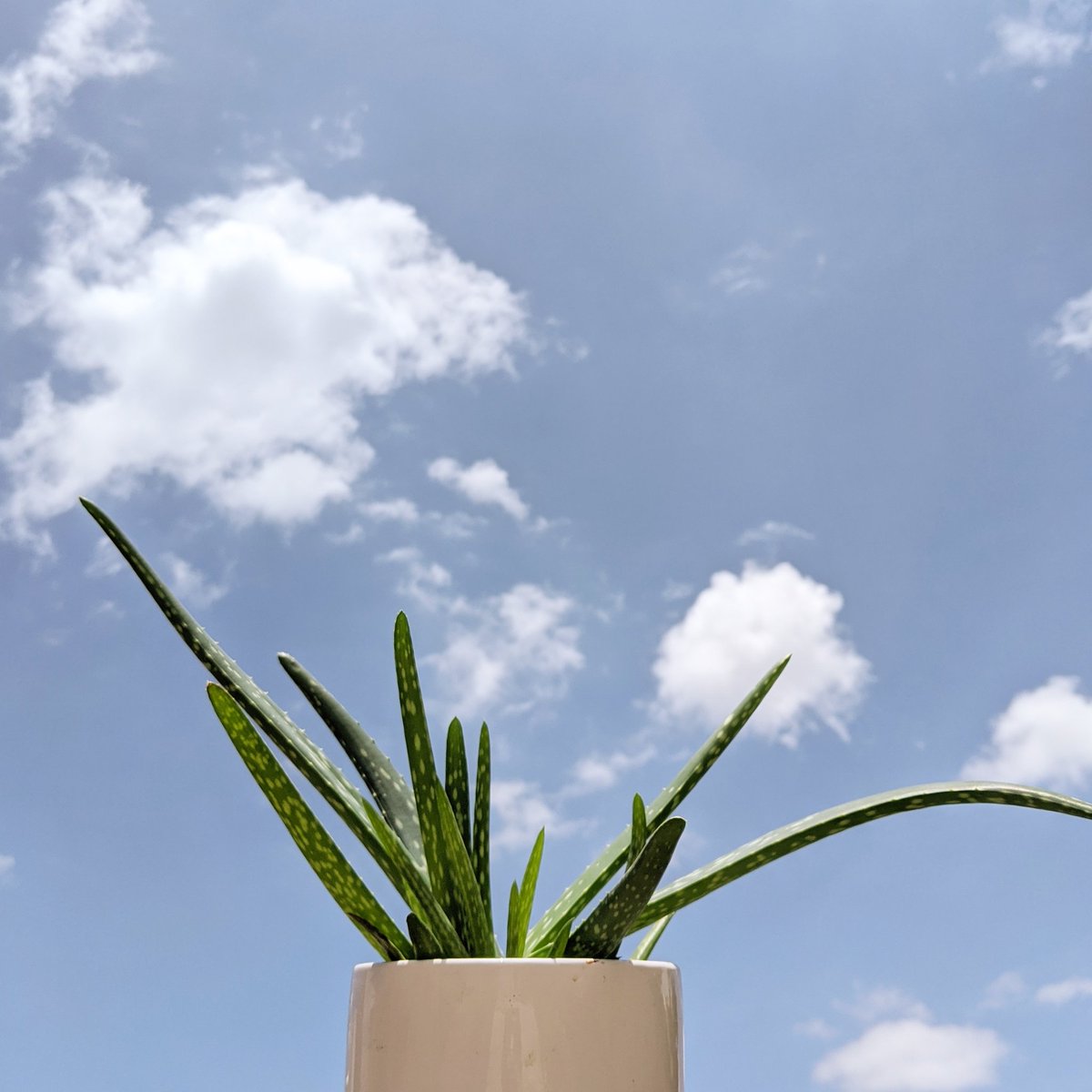 rodrigueztornes's tweet photo. Aloe Vera, a must in every medicinal garden
#aloevera #plants #medicinalplants #houseplants #gardening https://t.co/MclFrjA4EA