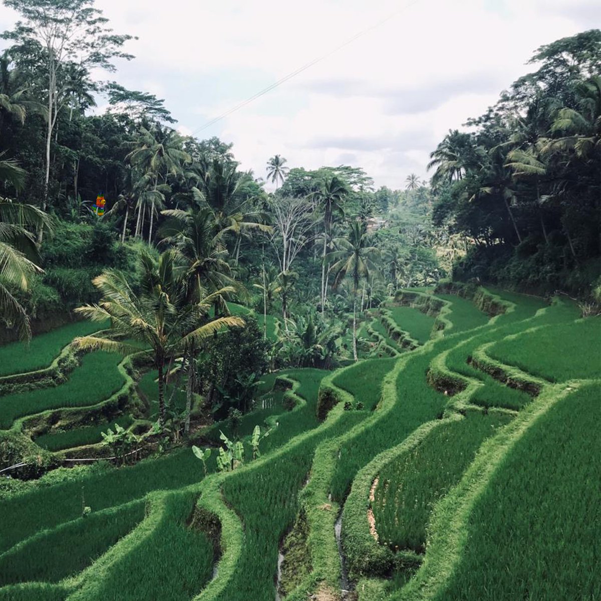 MasterMASCI's tweet photo. Où est #Mascimo ?🦙
Cela faisait longtemps que Mascimo ne s'était pas manifesté. Il a profité du déconfinement pour rendre visite à Margaryta qui effectue son stage dans un lieu aussi paradisiaque que #Bali, en tant qu'assistante marketing dans une agence de voyages! #MasciFamily https://t.co/2p3as1F7zq