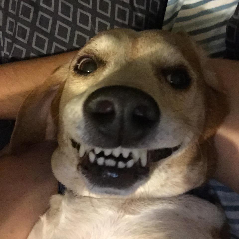 katieMayra14's tweet photo. So in addition to the sad news about my dad on Tuesday, today my old 14-year-old beagle also crossed the rainbow bridge as they say. He was a terrible pet but a good dog. RIP Murphy, Iโll miss you, old man. #ThisWeekSucks #RIPMurphy #RIPMel https://t.co/zanTLhBoXW