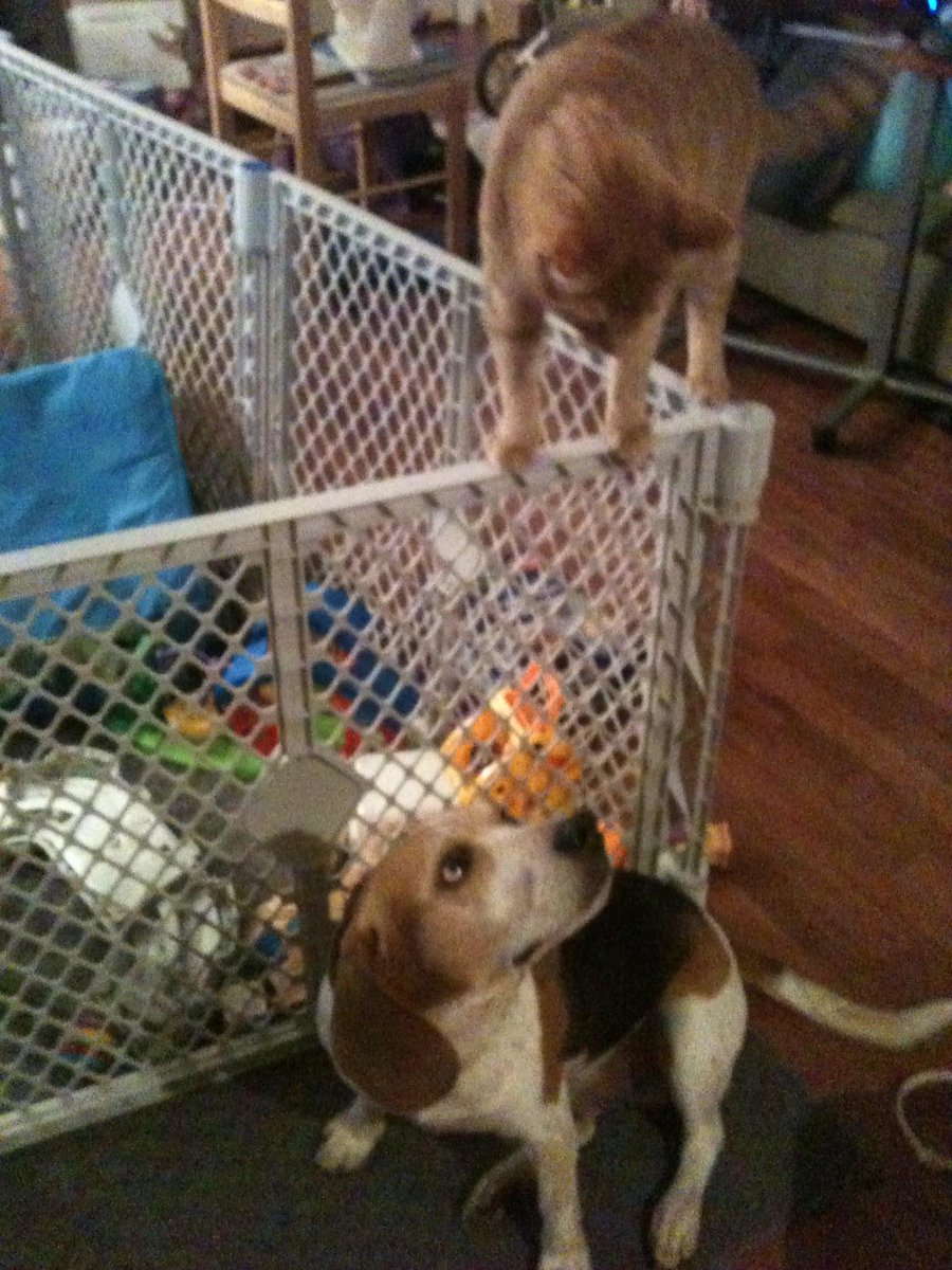 katieMayra14's tweet photo. So in addition to the sad news about my dad on Tuesday, today my old 14-year-old beagle also crossed the rainbow bridge as they say. He was a terrible pet but a good dog. RIP Murphy, Iโll miss you, old man. #ThisWeekSucks #RIPMurphy #RIPMel https://t.co/zanTLhBoXW