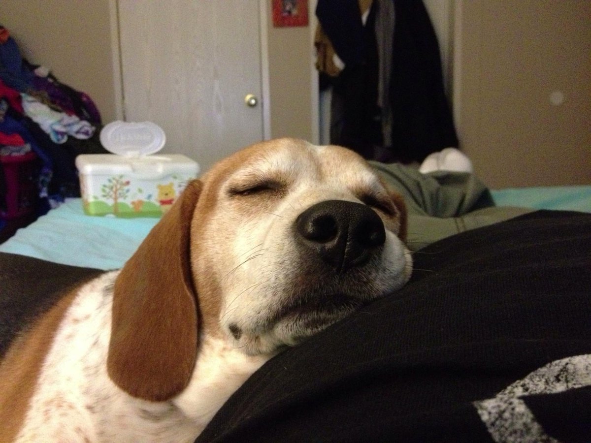 katieMayra14's tweet photo. So in addition to the sad news about my dad on Tuesday, today my old 14-year-old beagle also crossed the rainbow bridge as they say. He was a terrible pet but a good dog. RIP Murphy, Iโll miss you, old man. #ThisWeekSucks #RIPMurphy #RIPMel https://t.co/zanTLhBoXW