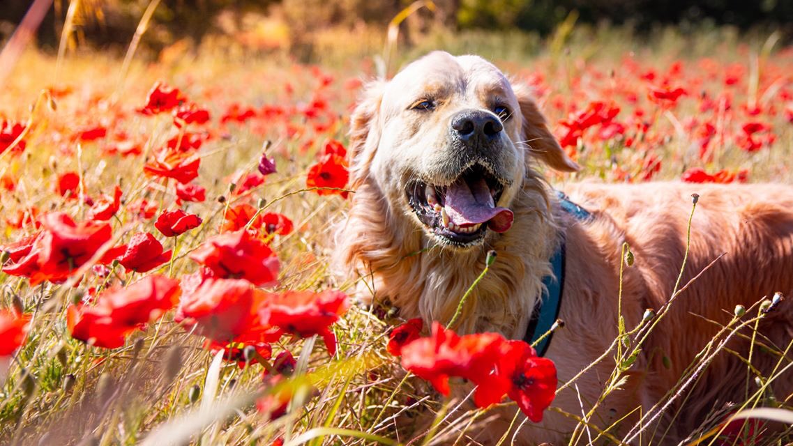 BulleBooks's tweet photo. @AHennicker J’ai un golden retriever c’est l’amour de ma vie 🥰 https://t.co/OcNFZczp5Q