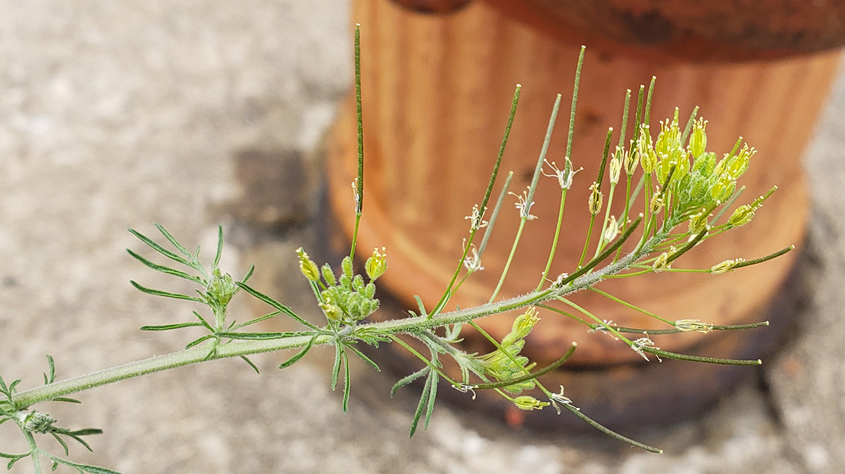 concretebotany's tweet photo. A new one for me (1/4)
#Flixweed (Descurainia sophia) aka Tansy Mustard or Herb-Sophia, I believe.
There are a few of these growing out of the curb on Snyder Ave., just west of Moyamensing. I have never seen them around before.
#plantidentification https://t.co/VwNIJkOZQk