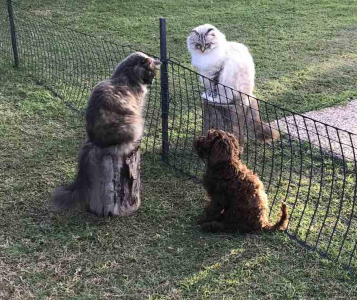 murray_oldfield's tweet photo. Sister in law has a new puppy. Has just met his new cat overlords. https://t.co/UdnZgWD7hp
