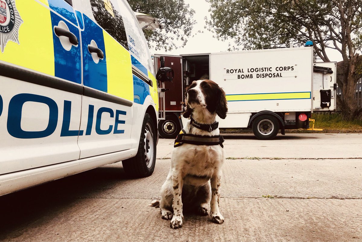 PDDottie's tweet photo. Just another day at the office for PD Dottie 🐾 #workingdogs #K9detection https://t.co/U11RxdYos3