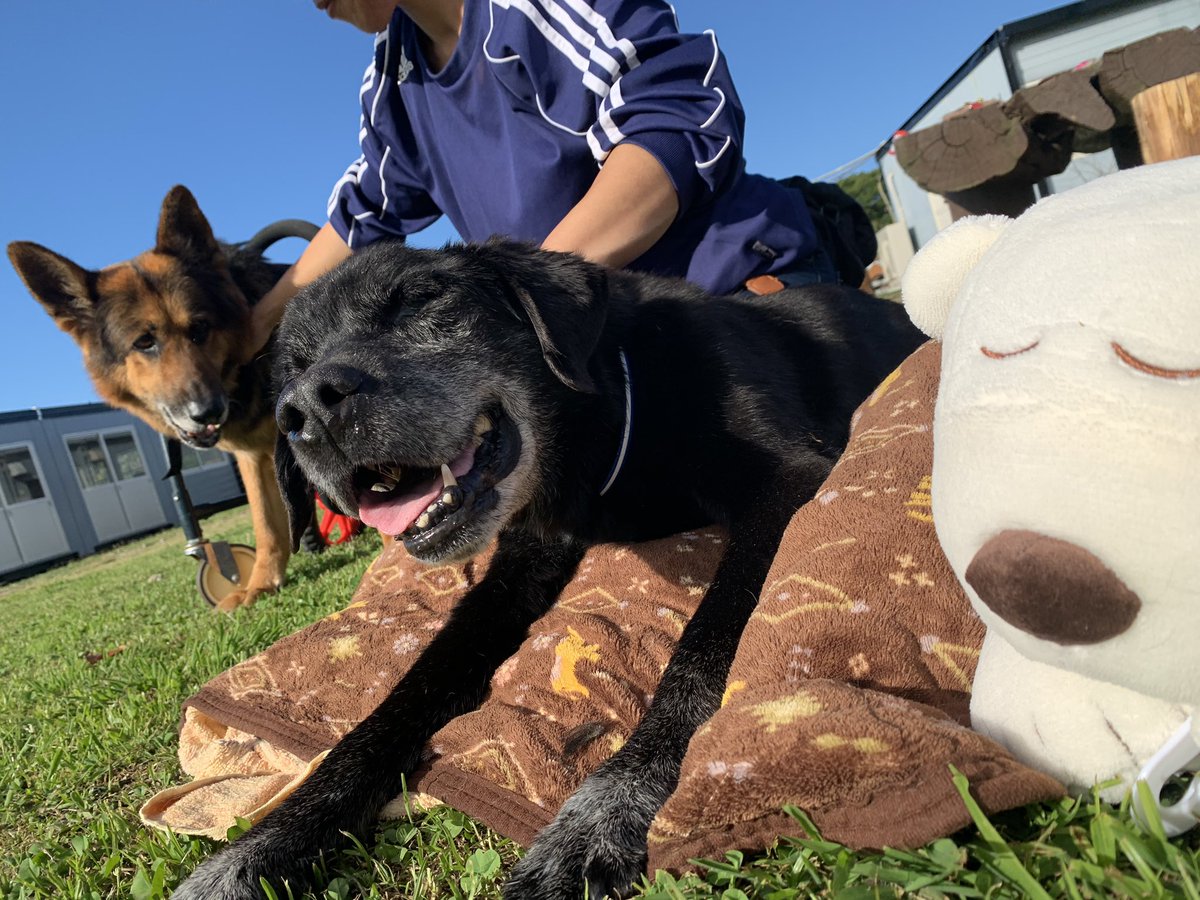 老犬ホーム九十九里パーク على تويتر 老犬ホーム九十九里パークに黒ラブのルーニーくん 14歳 が入園しました ヨ イショ 自分で立ちあがってみたりします 芝生は踏ん張りがきくからリハビリにもなるよ T Co Atibbjilvl 老犬介護 高齢犬 長期お預かり