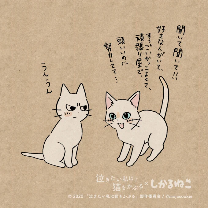 ちょっと強引にアタックしちゃう太郎としかるねこ#泣きたい私は猫をかぶる #泣き猫 #PR 