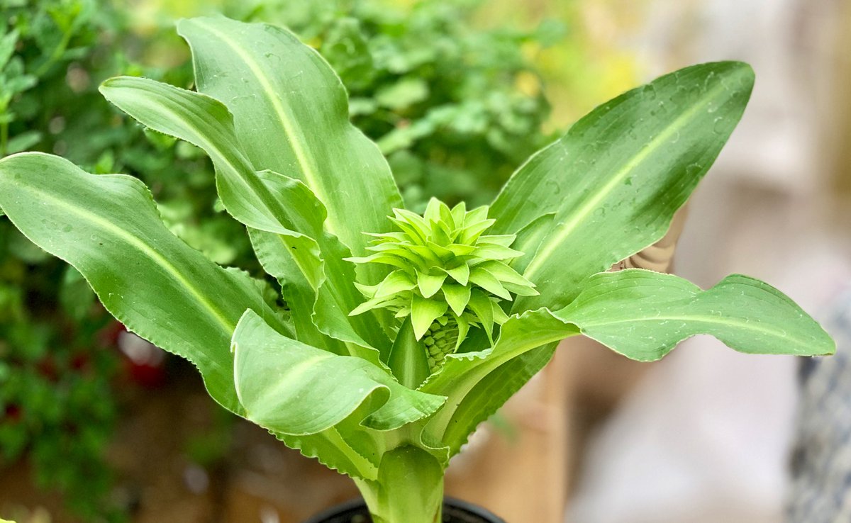 WoodspaWillow's tweet image. Day seventy nine, within the #LittleCottageHouse . . . 

Pineapple plant, the crown is finally growing. #GreatForHealth

#Lockdown