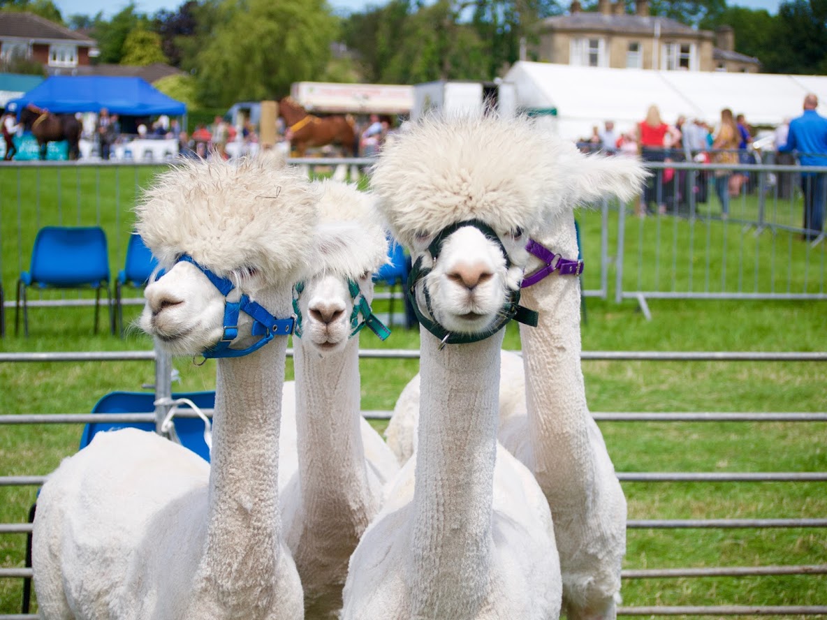 Goosnargh and Longridge Agricultural Show tweet media
