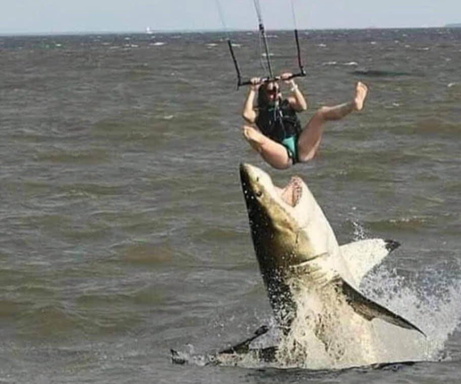 photo Fonzie Jumps The Shark Video weird movie brothers on twitter i