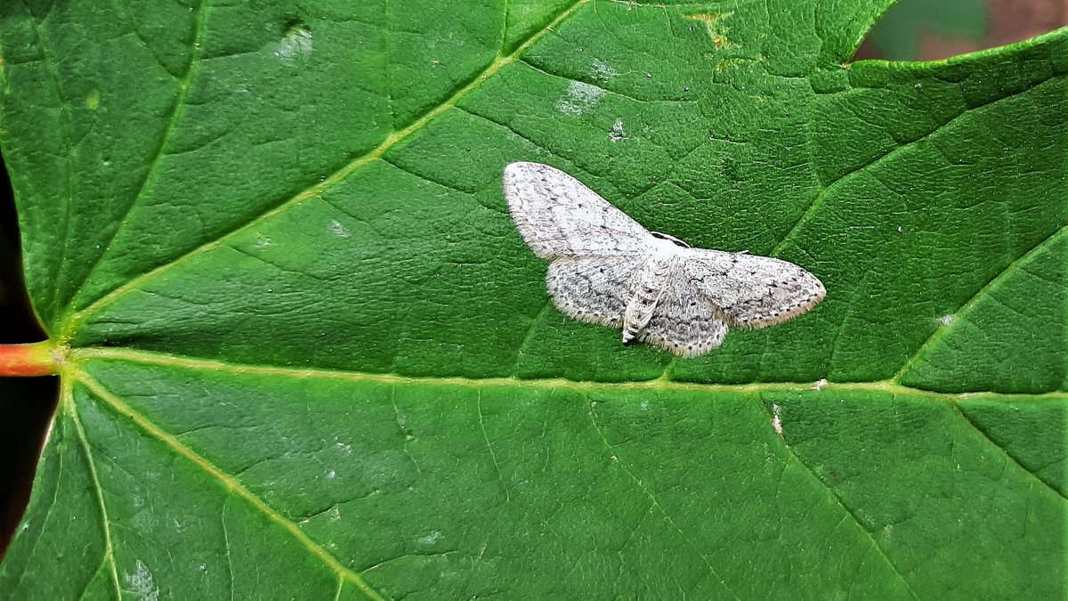 inja5248's tweet photo. @mijnblogjenl 
deze zag ik vanochtend in de #Weerd #MiddenLimburg
welke spanner is dit??
@waarneming @vlinderNL https://t.co/ar9llR9ldt