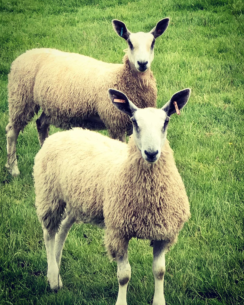 DTrofarth's tweet image. Even the Blues appreciated a drop of rain today #Trofarth #Bluefaced with uncertainty of breeding sales this season,Lambs and Shearlings readily available to sell at home later in the year along with Welsh mule shearling ewes