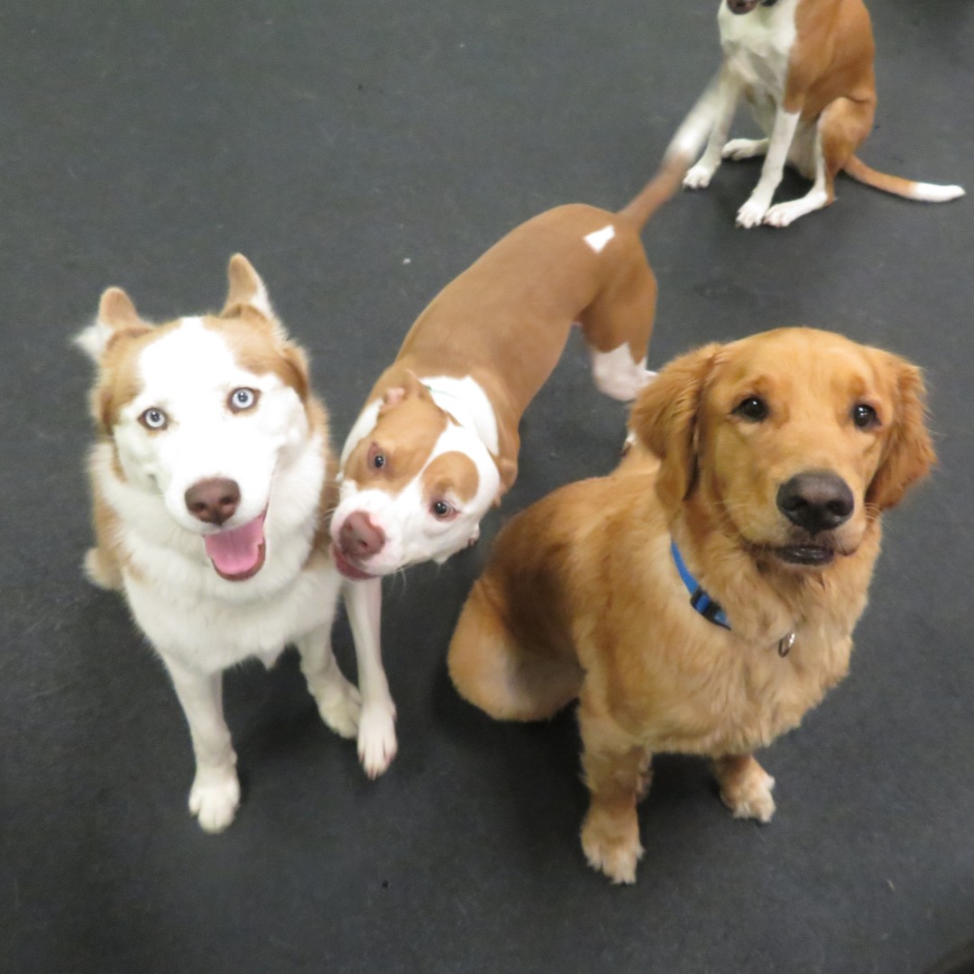 We have ourselves a photo bomber!😀 
Karma the Husky and Ranger the Golden Retriever were sitting pretty but Luna the Pitty decided that she wanted to join! 💛
#itsthemostexcitingdayever #Dogtopia #DogtopiaofAlexandria #doggydaycare #greatdaytoplay #indoorplaytime #outoftherain