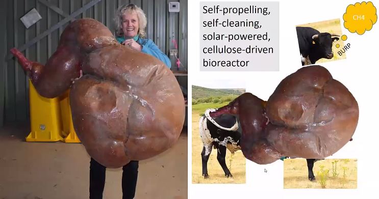 BoHarstine's tweet photo. I had a moment to tune into @BeefImproveFed's #BIF2020 talks. I really enjoy @BioBeef's description of a viable, cost-competitive, currently available alternative to lab-based meat products. It's called a rumen. It's cattle, people.  #LabBasedMeat #InVitroMeat #beef https://t.co/ait8RRr0hv