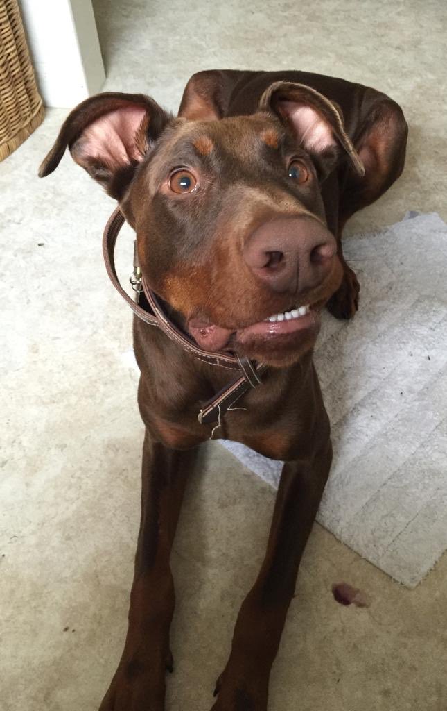 LisaTMSA's tweet photo. I love that Milo👇🏼is as crazy as me #peerconnection😁 https://t.co/CIqHqzIP6t