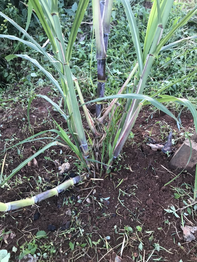 Mon fils aime la canne à sucre et de ce fait il m’a dit un jour :Papa il faut aussi mettre la canne à sucre dans ton potager .Résultat . Il est heureux   #LavonsNosMains  #Agripreneur  #LesDelicesDePikolo 