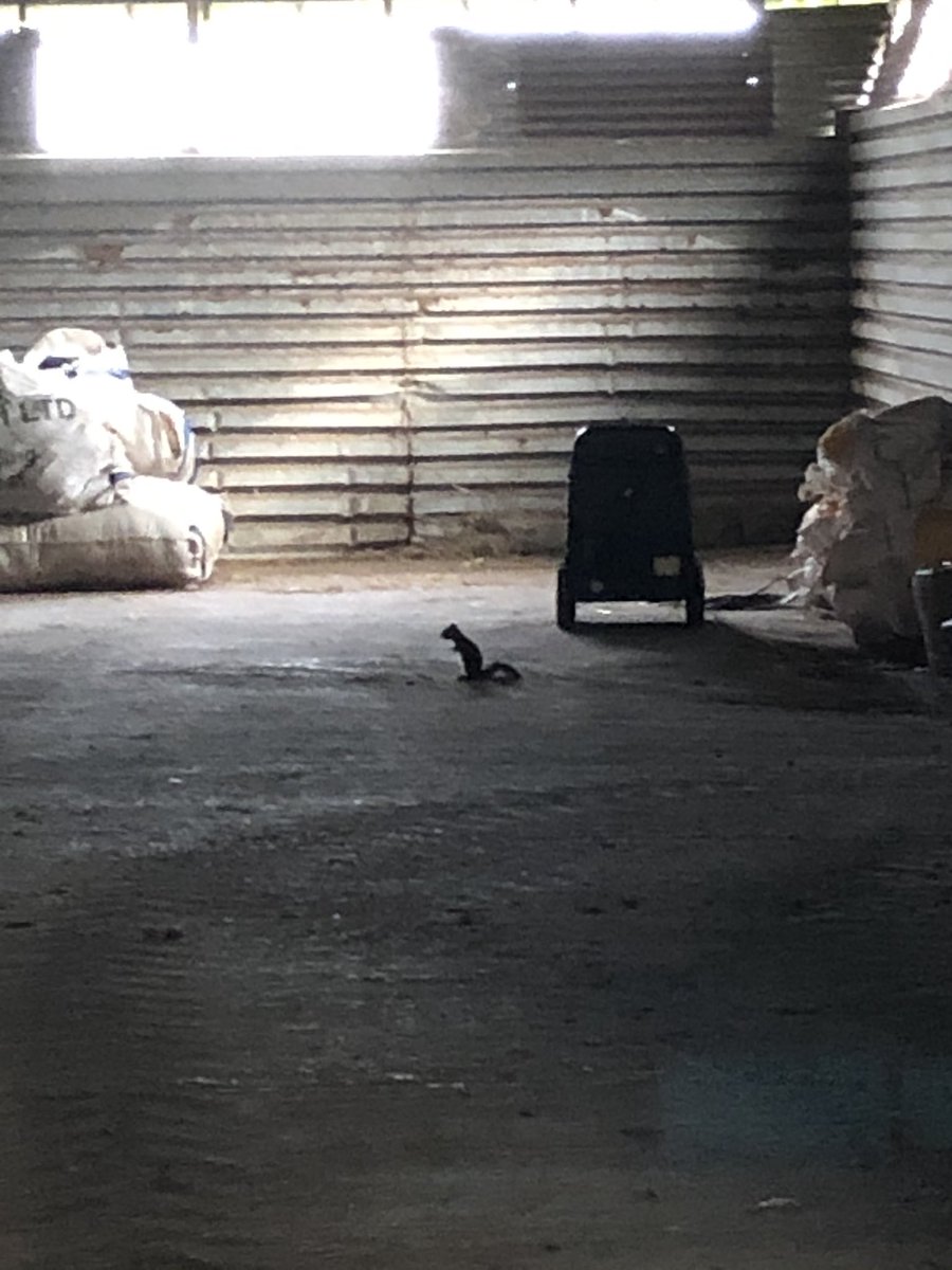 MarianneHodge18's tweet photo. Look who I found trying to get into feed store this morning! Squirrel Nutkin!! @AlistairHodge #squirrel #cheeky #setforwinter https://t.co/gfqO3gwxNS