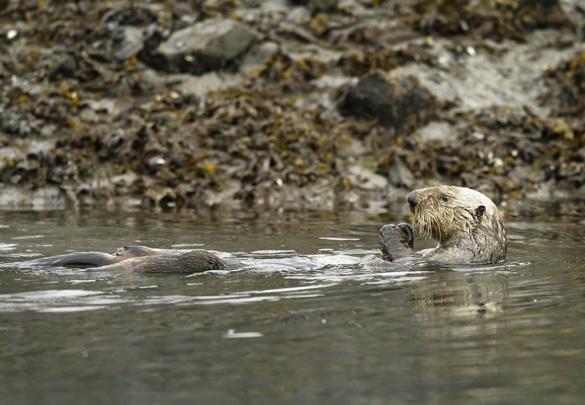 Gizmodo's tweet photo. Release the sea otters https://t.co/C1O8QSomdw https://t.co/LGNTah5hVg