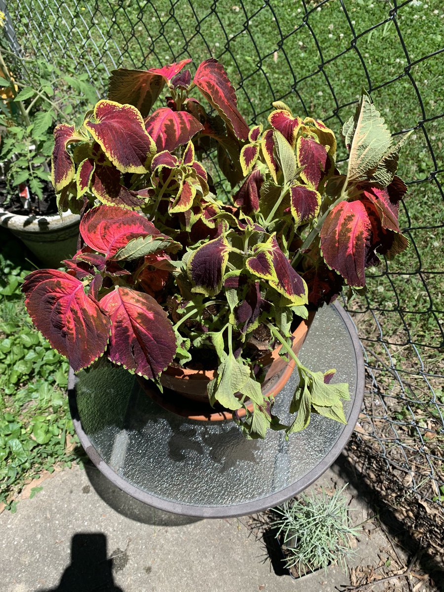 Chloee_Ameliia's tweet photo. Within one hour after watering this droopy guy.... always perks right up🥰 https://t.co/5wzliUIYiW