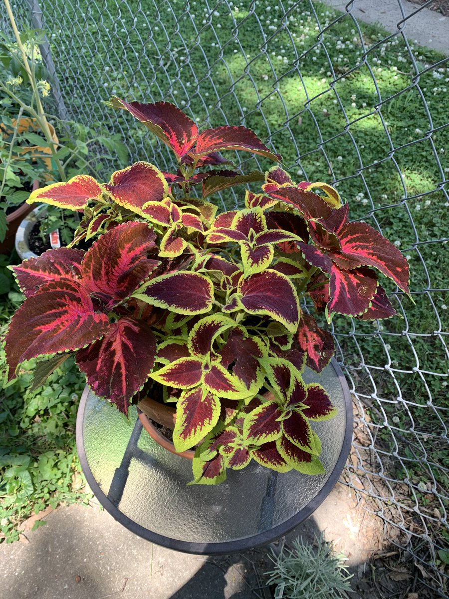 Chloee_Ameliia's tweet photo. Within one hour after watering this droopy guy.... always perks right up🥰 https://t.co/5wzliUIYiW