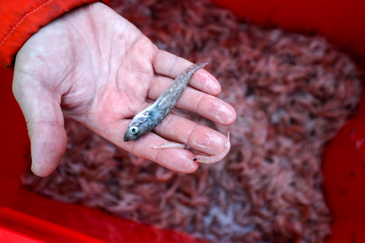 CienciaenChile_'s tweet photo. [Especial Antártica] Científicos estudian si las condiciones del océano pueden afectar a las larvas de los peces antárticos. https://t.co/KJztMOuiYp 📸de Felipe Trueba. @inach_gob  #ECA56 @CienciasMarPUCV https://t.co/Y2LCs2SkPT