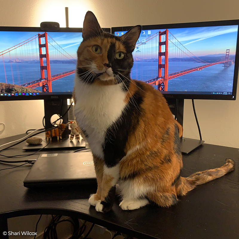 Defenders's tweet photo. Meet Matilda! She is offering her feline perspective to Shari Wilcox, our Texas representative, on her recent work to protect rare wild cats in the #Southwest, like #ocelots &amp; #jaguars. Learn more about our work in the region: https://t.co/4nU3zWVpia #RemoteDefending https://t.co/72V5YqQq93
