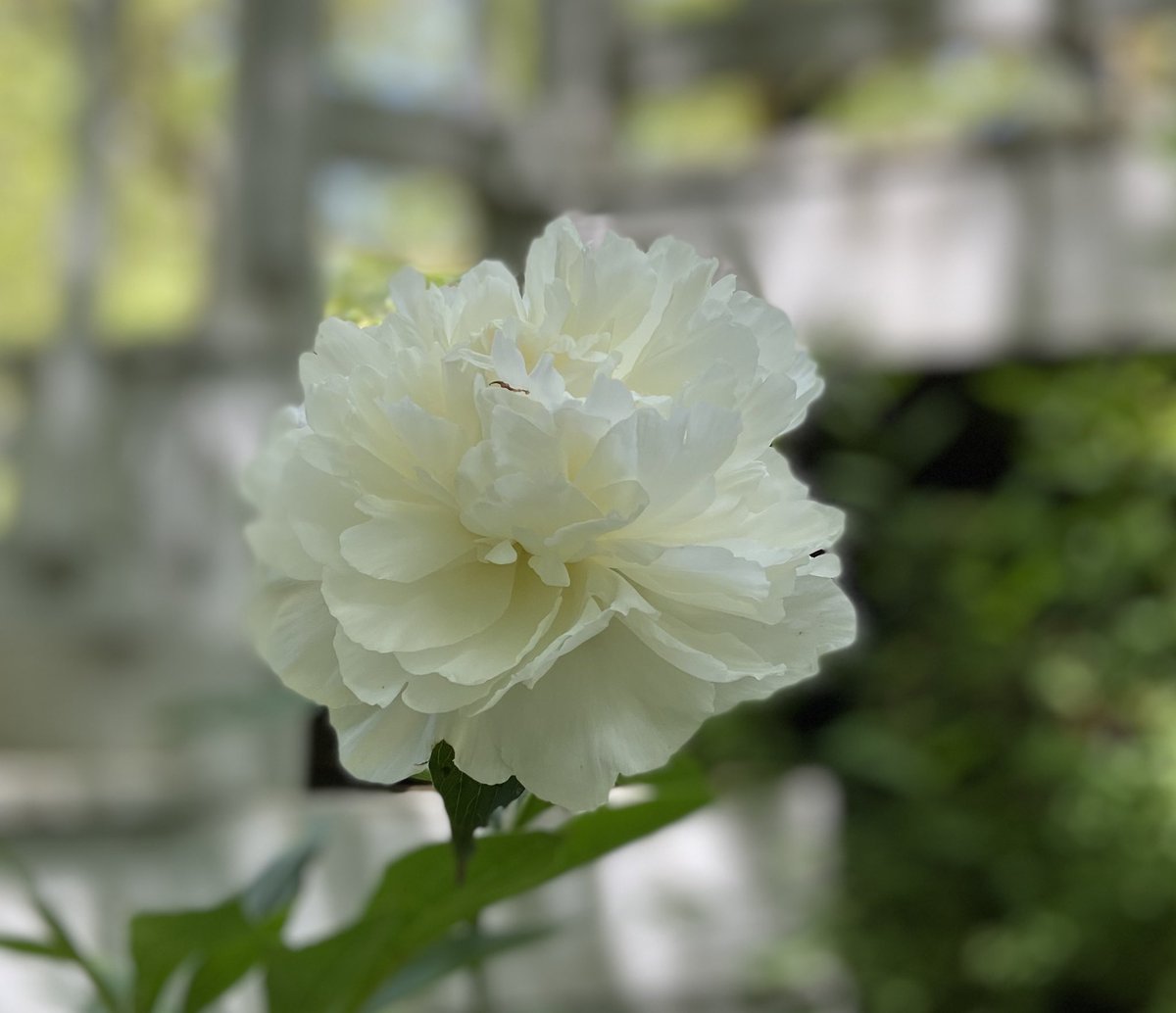 bythebeachRE's tweet image. Springtime on Cape, so many beautiful flowers blooming right now! What’s in your garden? #Peonies #capecodgarden #bloomingbeauties #brewsterinbloom #whatsinyourgarden #CapeCod