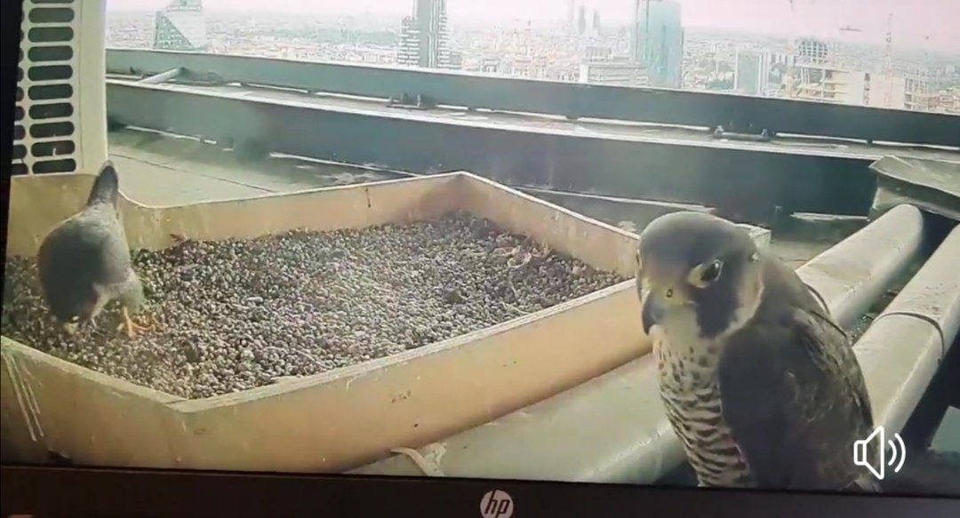 MiriamLadybug's tweet photo. Gió e Giulia 😍😍😍🤗🤗🤗 #BirdWatching #FalcoPellegrino #TopRoof https://t.co/wnv8xilqnX