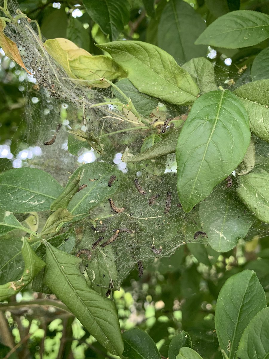 Emily McDermott tweet media