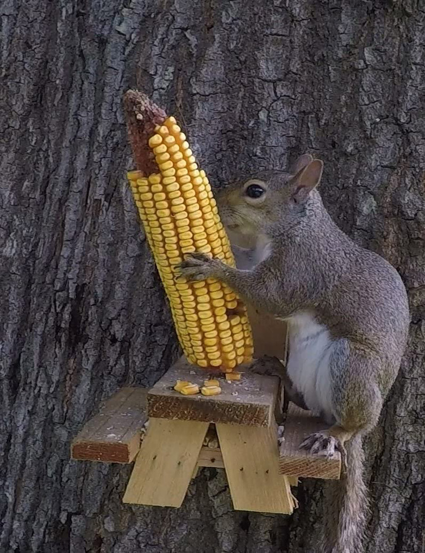 CenterPoint_IA's tweet photo. Maybe you'll find this happy squirrel at Fross Park on today's National Corn on the Cob Day! https://t.co/0VSReEO9VP