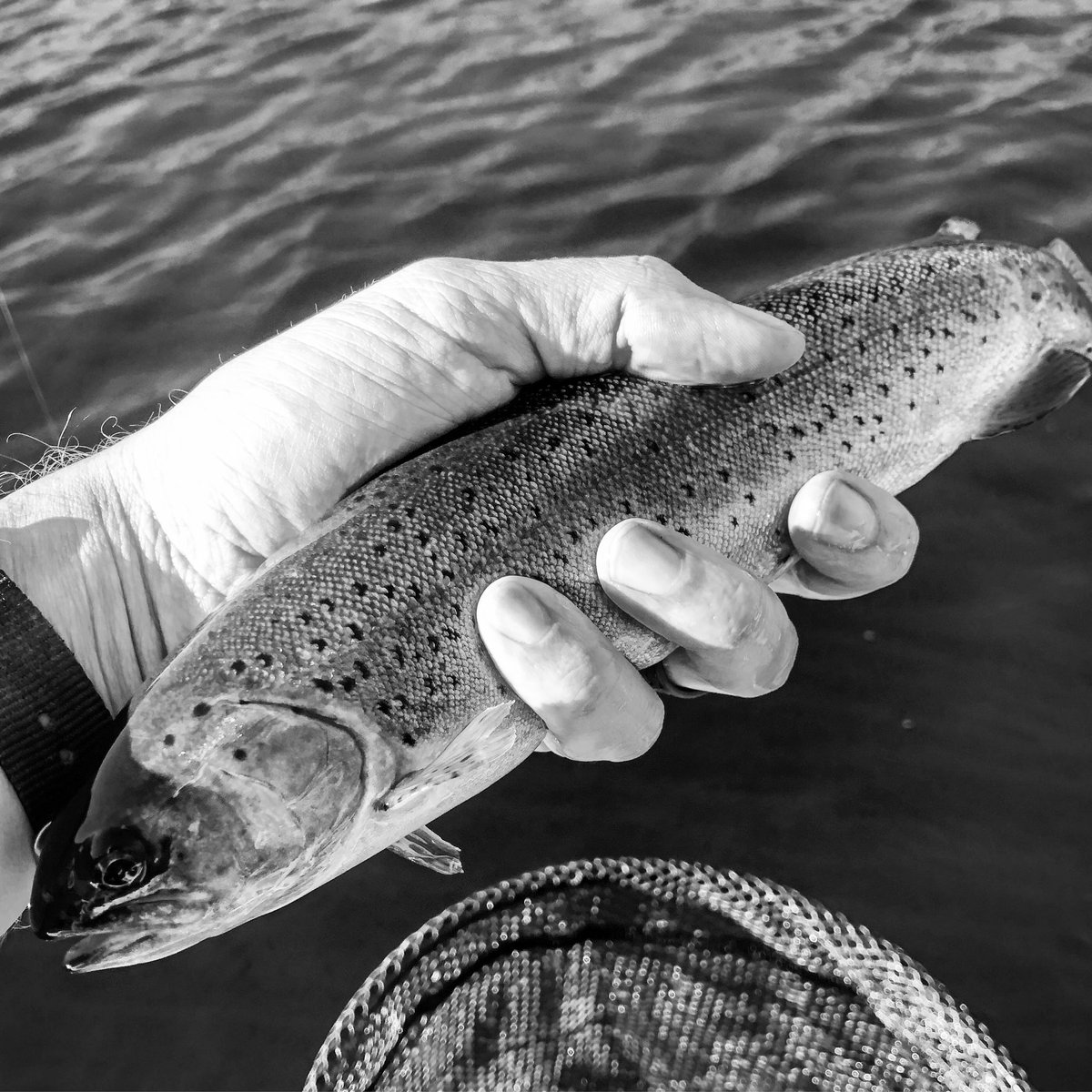 AlexAkersAZ's tweet photo. Summer heat is a great excuse to run for the mountains for some rainbows. Taken a few weeks ago at Willow Springs. #troutfishing #fishaz @azgfd https://t.co/euKbXgQqoP