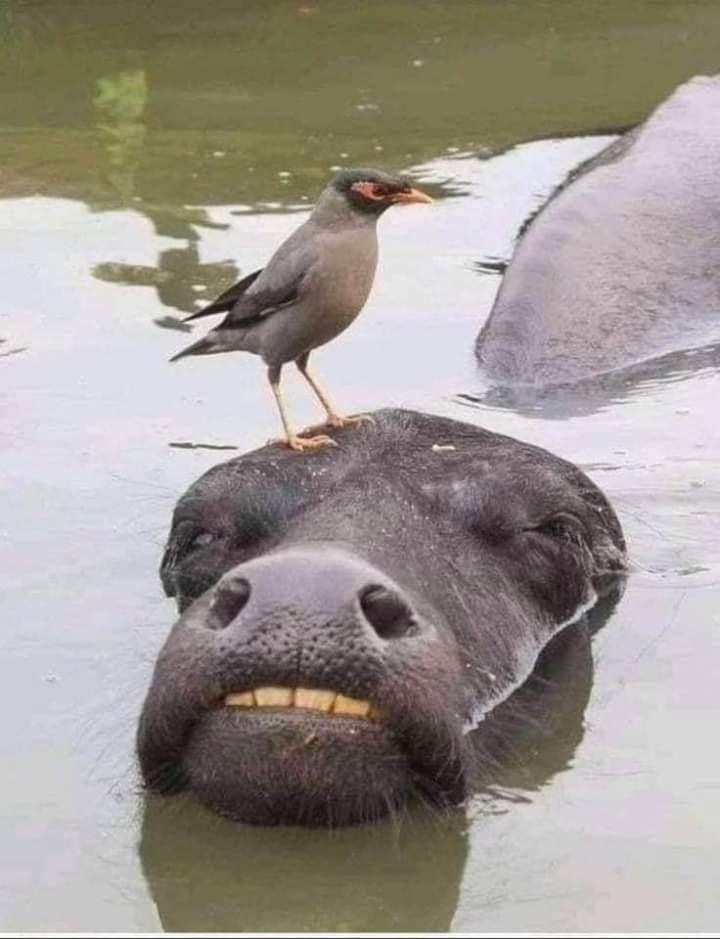 ravibhatt_dsa's tweet image. एक बेजुबान भैंस को डुबोकर मारने की कोशिश करती हुई चिड़िया!😿😿😿
#भारतीय_मीडिया