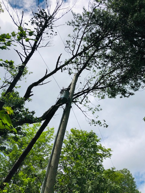 Hydro One On Twitter Update Our Dedicated Forestry Techs Are Out Looking For Trees And Branches On Our Lines So That Power Can Be Restored As Quickly And Safely As Possible These