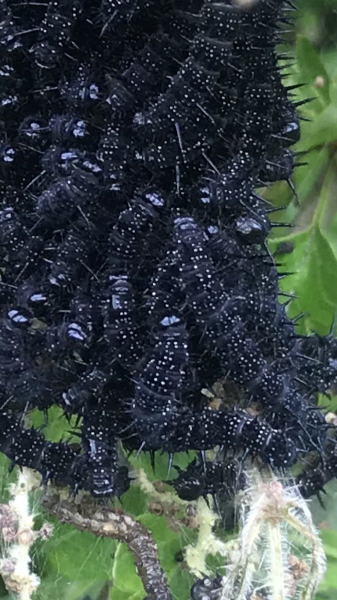 lisakenny7's tweet photo. @BBCSpringwatch seen on my walk today baby peacock’s 😂🤦🏼‍♀️ caterpillar’s 🐛 🐛🐛🐛🐛 https://t.co/siBhYHi6Vg