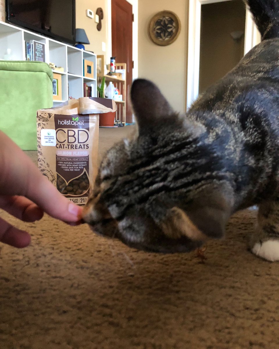 Greenwelllife's tweet photo. Juno gets really frustrated when Hannah forgets to give her a Holistapet #salmon treat! #loudcat https://t.co/V4fQI31Hkc https://t.co/CcCzykFkRP