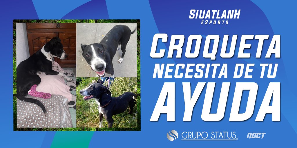 #eSports | URGENTE 🐶🛑

Ella es Croqueta👇, una perrita de la calle que fue atropellada en su patita, dejando una herida con necesidad urgente de atenderse. 😱

¡Afortunadamente Croqueta es una guerra y con su respectivo tratamiento pronto se recuperó! ♥️

Pero..

1/2