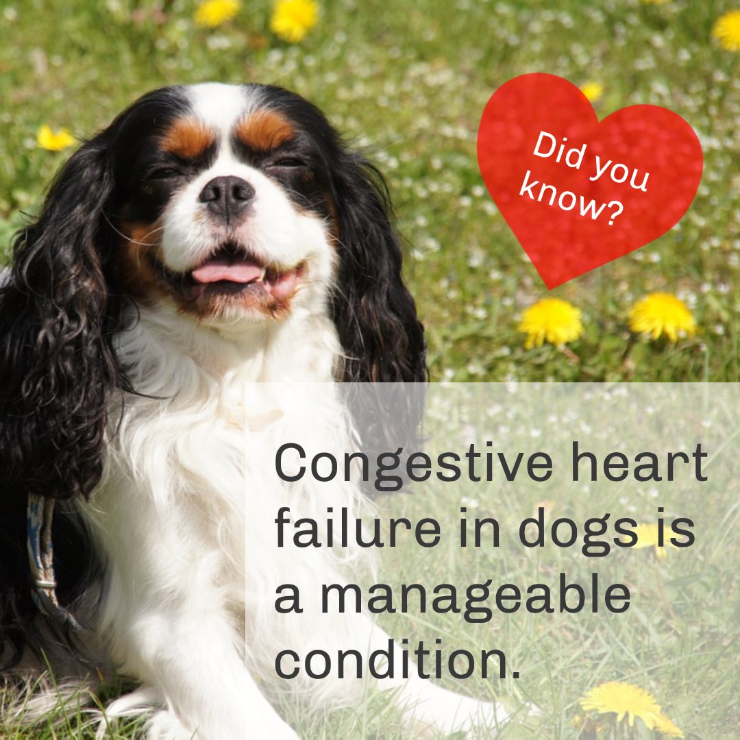 A study shows that one of the best ways to monitor your dog’s heart conditions is by regularly measuring their sleeping respiratory rate (SRR), speak to your vet for more information. To help you monitor your dog’s SRR, try our free web-based app - uplife.uk/srr #dog